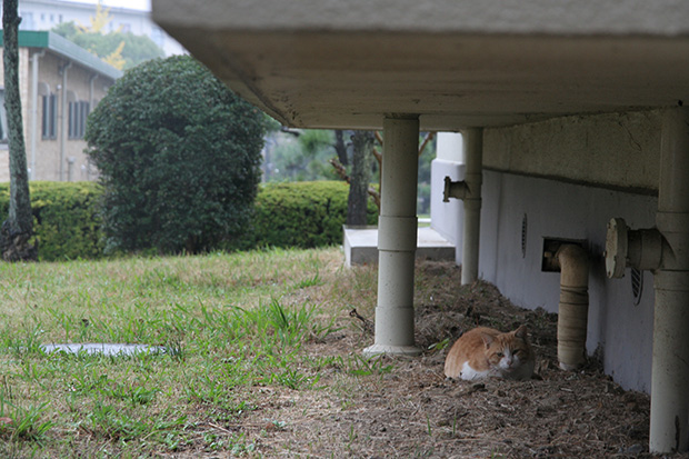 このところ、関東地方を中心に全国各地で小動物の不審死が相次いでいる…