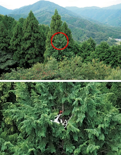 ２０１５年の年末に城跡から約３０ｍ離れた林に落下し、２５ｍの枝に引っかかったドローン。今年２月に撤去された