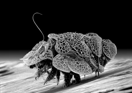 島野先生のお気に入り、ササラダニ類のマイコダニ! 名前の由来は「京都の舞妓のように容姿がかれんだから」(島野氏)