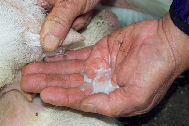 膨らんだ睾丸の両サイドから、角のようにふたつ飛び出したおっぱいを搾ると、真っ白なミルクが勢いよく飛び出した!