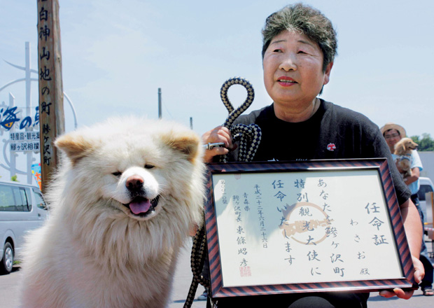 日本一の ブサかわ犬 飼い主を失った わさおの気丈な姿とは 社会 ニュース 週プレnews 週刊プレイボーイのニュースサイト