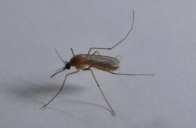 赤褐色の体を持つアカイエカ。春と秋にも活動し、暗い所を好む蚊(夜行性)として知られる