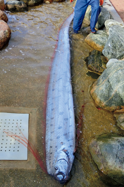 日本の人魚伝説の多くは、このリュウグウノツカイに基づくという学説が多い。海外では10mを超すものも。食べたことがある漁師によると、「水っぽくておいしくない」とのこと