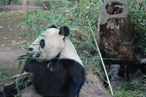 上野動物園のパンダのリーリー