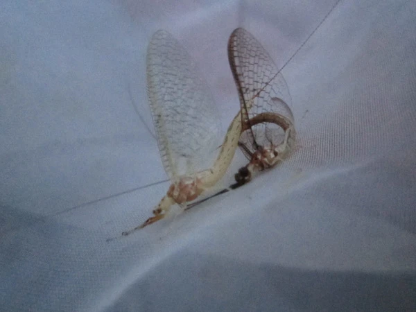 前脚でメス(左)を支えて交尾するモンカゲロウのオス(右)。写真提供/宮竹貴久