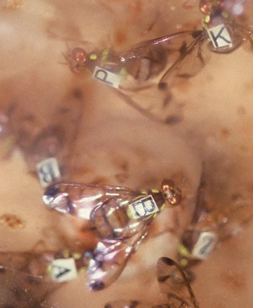 個体を識別するため、アルファベットをつけられたウリミバエ。写真提供／宮竹貴久