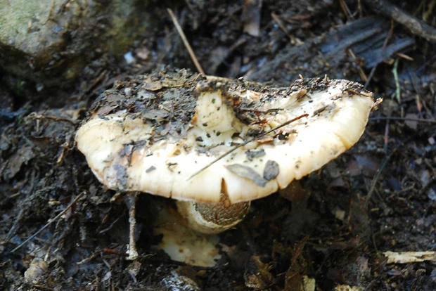 【バカマツタケ】 学名:Tricholoma bakamatsutakeハラタケ目キシメジ科のキノコ。見た目はマツタケにクリソツだが、松林ではなく雑木林に生えることや、やや発生時期も早いので「バカなマツタケ」ということからこの名前がつくことに。これまではマツタケ同様、菌床栽培や人工栽培ができなかった。学名もバカマツタケだ