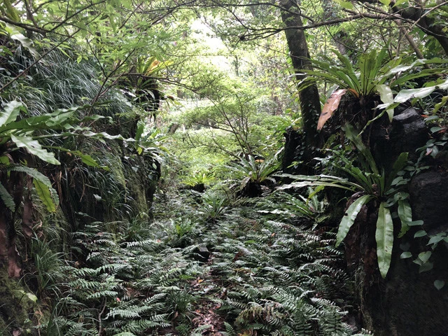 カルデラ内のご神木・大杉へと向かう山道。探検気分