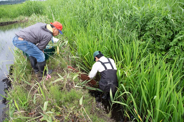 カメを捕獲したら、ワナに新しいエサをつけて、再び水路に沈める