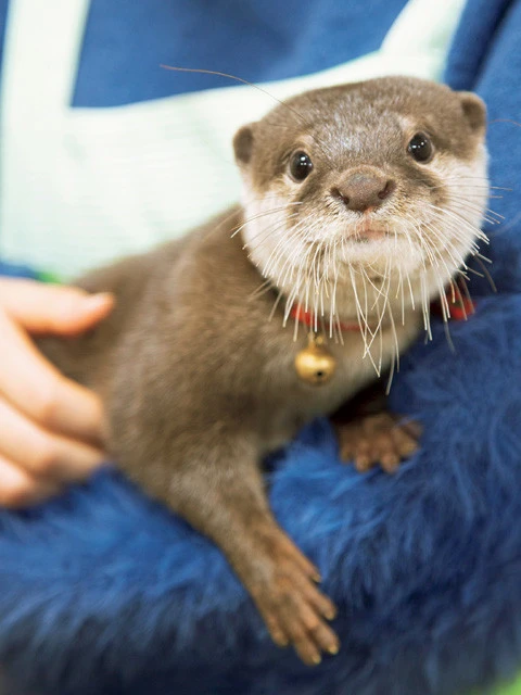 写真は１歳３ヵ月のコツメカワウソ。この愛くるしい表情も人気の秘訣。平均寿命は１０年ほどだという