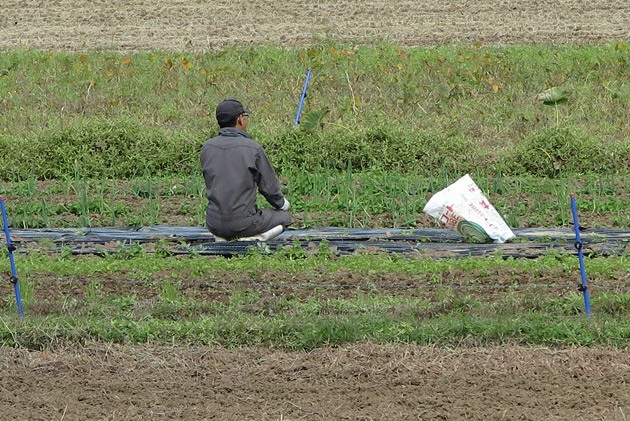 Aさんの畑(写真は2017年秋)には、今もゴミが投げ込まれるなどのいやがらせがあるという