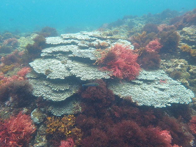 現在の海、式根島の通常の海の様子。大きなテーブルサンゴや枝サンゴ、魚などの姿も見られるとても美しい海だ