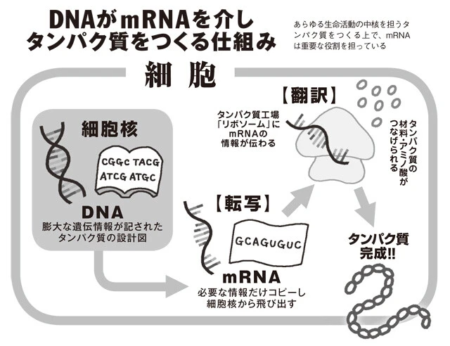 オーダーメイドがんワクチンやゲノム編集まで ｍｒｎａ医薬 開発はここまで進んでいた 社会 ニュース 週プレnews