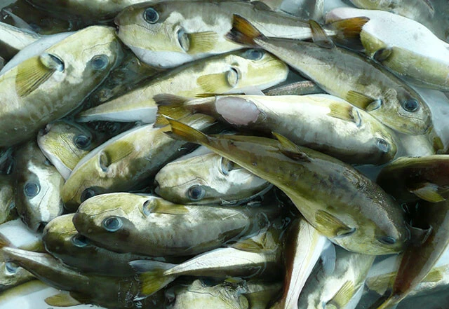 九州で大発生し釣り糸や漁網を食いちぎって漁師を困らせているクロサバフグ