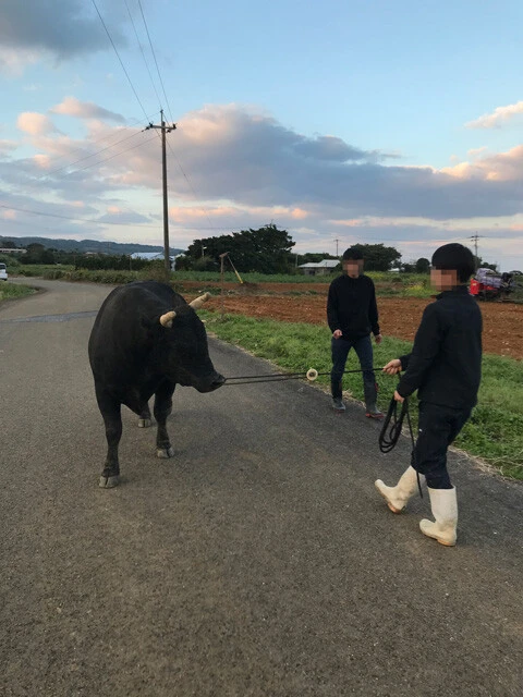闘牛を散歩させる地元の高校生