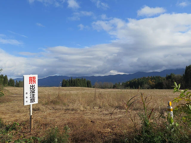 今月初め、秋田県鹿角市(かづのし)で、ソバ畑(写真)にクマが12頭(!)も同時出没したという(現地の証言では"20頭"説もあり)