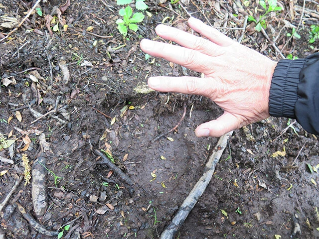 出没多発スポットで見つけたヒグマの前足の足跡。ヒグマ情報センターの主任分析官、藤本靖氏によると、「足の大きさ（横幅）は14㎝程度。推定160～170㎏の小～中サイズのヒグマで、1週間以上前の足跡だからビビらなくても大丈夫」