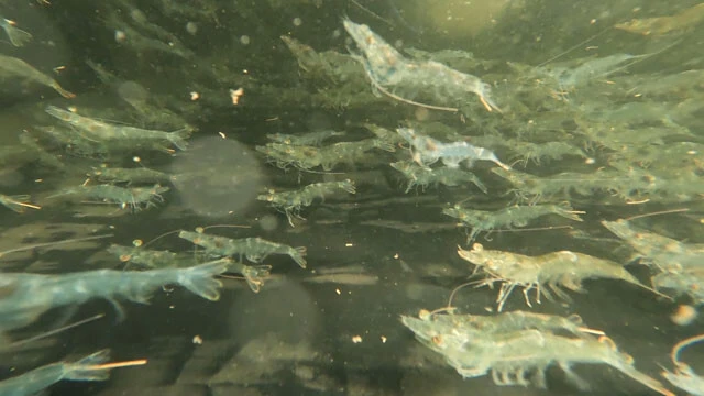 養殖したバナメイエビを活用し、地元企業で加工するなど地場産業を生み出すことが目標