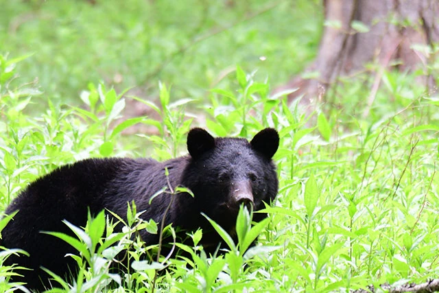 数を増やし人間の生活圏に近づくクマ。都市部に住むわれわれが思わぬ所で彼らと遭遇するのは、時間の問題かも……（写真はツキノワグマ）