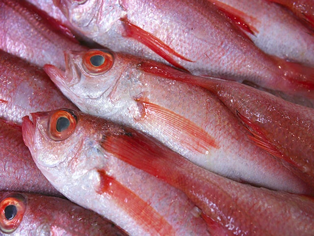 漁獲状況を見ると、超高級魚ノドグロ(標準和名アカムツ)の生息域も北方へ広がっているようだ。宮城県沖では新たな漁獲ターゲットとして注目されているという