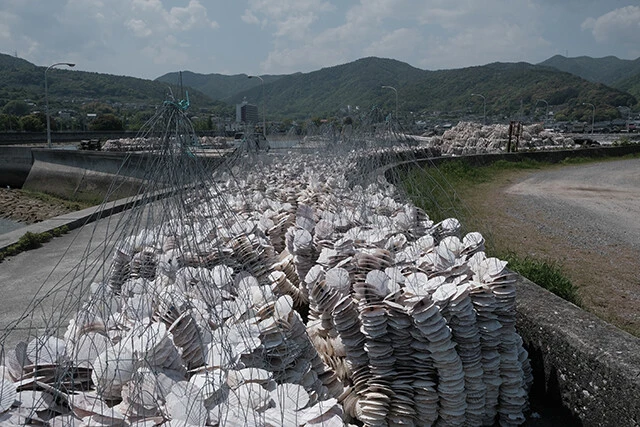 安芸津町は、カキ養殖が盛んで、海岸沿いにはカキの幼生を固着させる帆立貝が並ぶ
