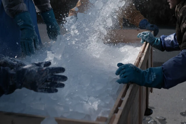 マグロを入れた運搬用の木箱に氷を詰める。魚体の形を維持するため体内にも氷を詰めてゆく