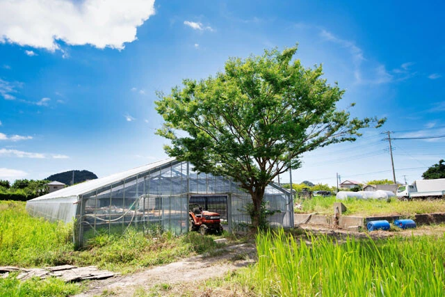 畑に建てられたビニールハウスを利用し、養殖を行なっている