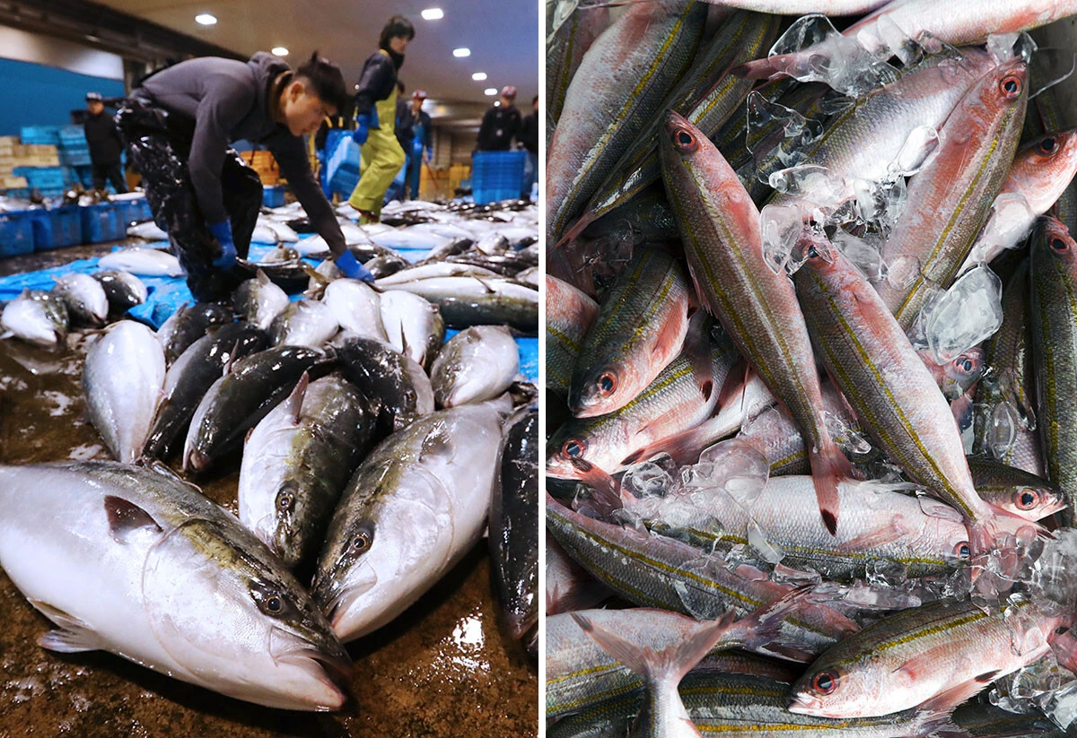 漁獲が激減している富山県のブランド魚「ひみ寒ぶり」（左）、長崎県壱岐島や熊本県天草でも獲れ始めた沖縄の県魚グルクン（タカサゴ）