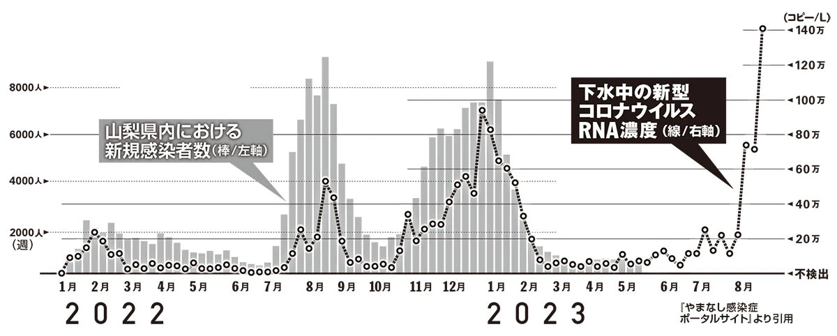 山梨県内にある5ヵ所の下水処理場で、週1回調査した流入下水中の新型コロナウイルスのRNA濃度の平均値（折れ線グラフ）と、実際の山梨県内における新規感染者数（棒グラフ）。見比べると相関関係があるのがわかる。2023年5月に5類移行を受けて全数把握されなくなった後も下水調査は続き、8月に入ってから異様に伸びている