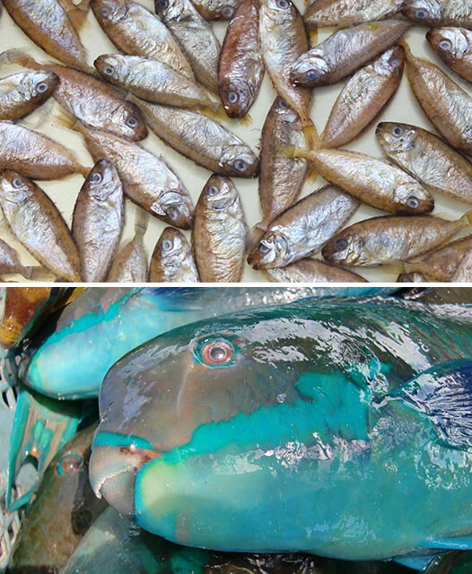 上が沖縄の初夏の名物スク（アイゴ類の稚魚）の塩漬け「スクガラス」、下が石垣島の漁業の主力イラブチャー（青いブダイ類の総称。写真はおそらくナンヨウブダイ）。どちらも漁獲が激減