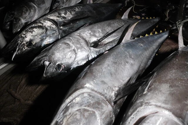 産地偽装疑惑で揺れる「大間のマグロ」。漁獲量制限に苦しむ若漁師たちの本音を聞いた！