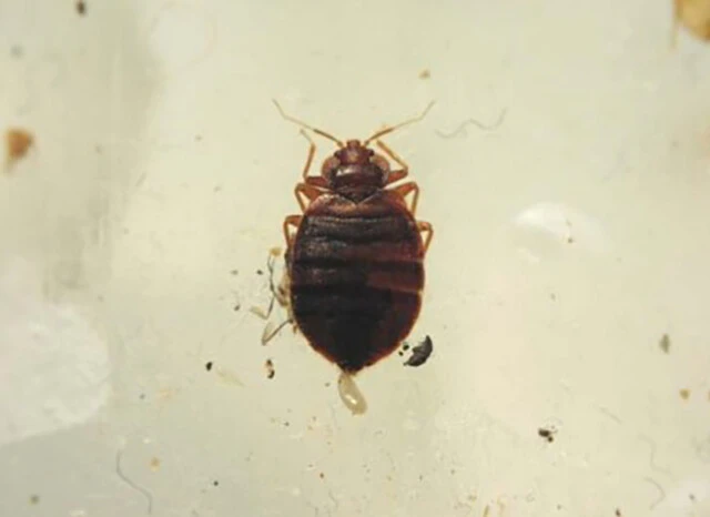 トコジラミの成虫。大きさは5~8㎜ぐらいが平均的(写真提供/豊島区池袋保健所)