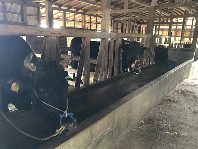 伊仙町では徳之島牛の畜産が盛んだ。高級肉牛として評価も高く、現在はおよそ、オス牛60万円、メス牛50万円の単価で島外に出荷する