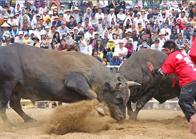 伊仙町の最大の娯楽「闘牛」。この町では徳之島「全島一」の牛を争う大会が年3回開催（写真提供／伊仙町）