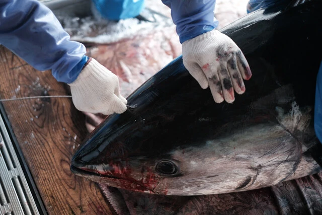 引き上げたマグロを神経締めする。揺れる船内で作業をすることもあり、脊椎にワイヤーを通すのは経験が必要だ