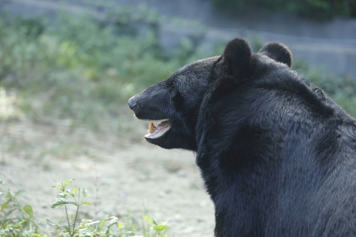 ツキノワグマが冬眠に向けて秋に荒食いするドングリが今年は激減する見込み