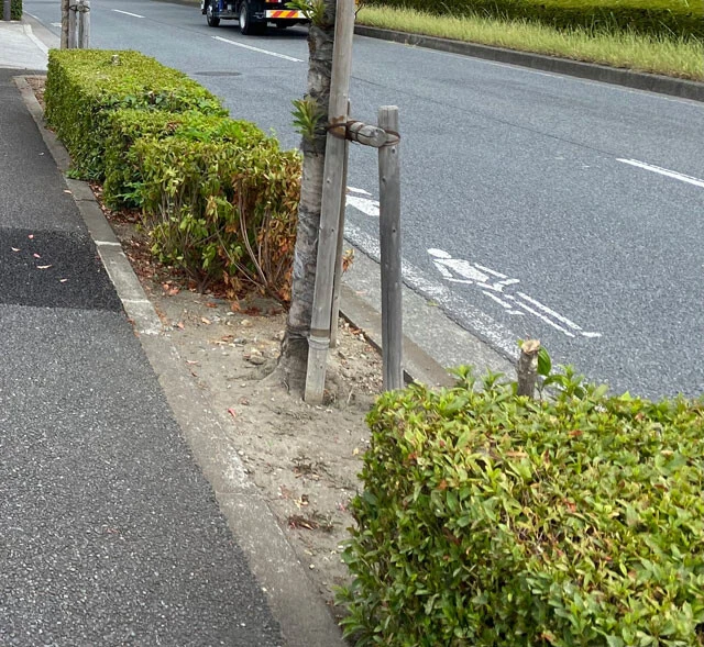 ちなみにビッグモーター多摩店の店舗前にある街路樹には伐採された痕跡があり、木の根元近くは砂漠化していた