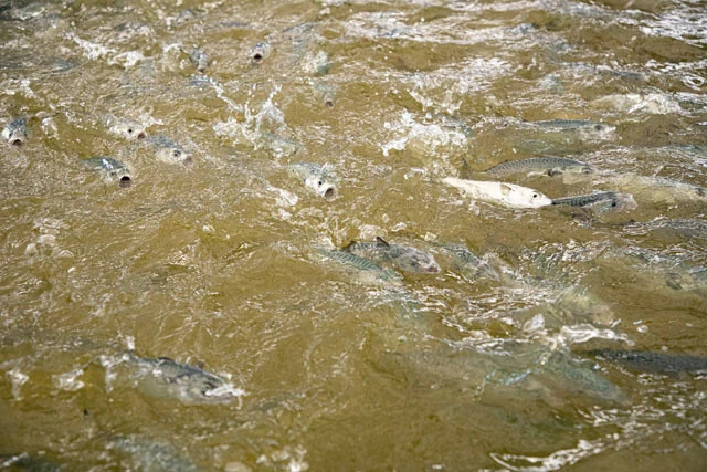 一日2回のエサやりの際には150匹ほどのサバが泳ぎ回る
