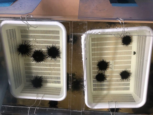 「天然温泉 森のせせらぎ なごみ」の館内で実験的に飼育したウニ。エサにはメインの海藻のほか、久喜市の特産物である梨などを使用したが、あまり風味は感じられなかったそう