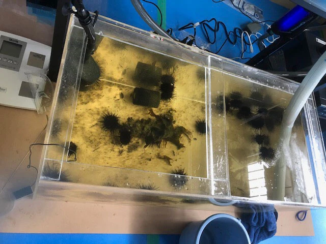 ウニは魚と違い泳がないため、水深10㎝程度で育てられるそう。積み上げれば高密度で養殖できると期待を寄せる