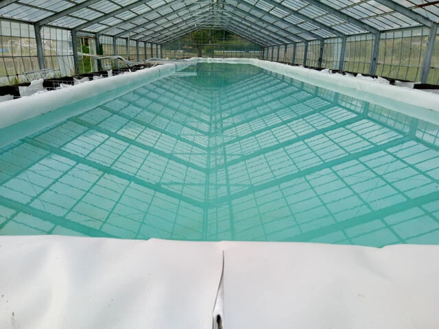 ビニールハウスの中には、長さ32mもの巨大水槽が。使用している水は地元の海から90回ほど往復し運送。およそ200tの海水で満たされている。養殖したバナメイエビは国内販売だけでなく、加工して海外輸出も計画中。養殖エビが千葉の特産物としてメジャーになることを目標に掲げている