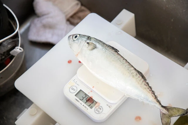 出荷の目安となる300gを優に超す341gのサバも