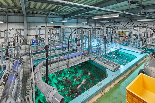 千葉県産生サーモン「おかそだち」を養殖しているFRDジャパンは、2023年度以降に年間2000t生産の商業プラントを着工。マルハニチロと三菱商事が設立したアトランドやノルウェーの企業・プロキシマーシーフードなどいくつもの大手企業が大規模サーモン養殖を進めている