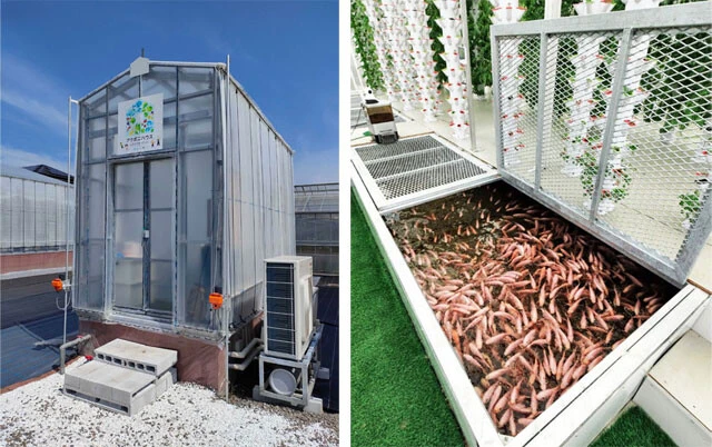 「アクポニハウス」は幅3.8m×奥行1.8mのものから幅12.9m×奥行8.2mのものまで3サイズで展開。都市部の商業施設内や郊外の工場の空きスペースなどさまざまな場所に対応できる。野菜はタワー型の装置で栽培され、省スペースで大量に収穫可能。その下ではイズミダイ(ティラピア)やホンモロコ(左)などを育てられる。飲食店だけでなく、教育機関や障害者就労支援などでの導入を想定している