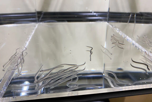 レプトセファルスから変態したシラスウナギ。平べったい形だったが細長く成魚の形に変わっている