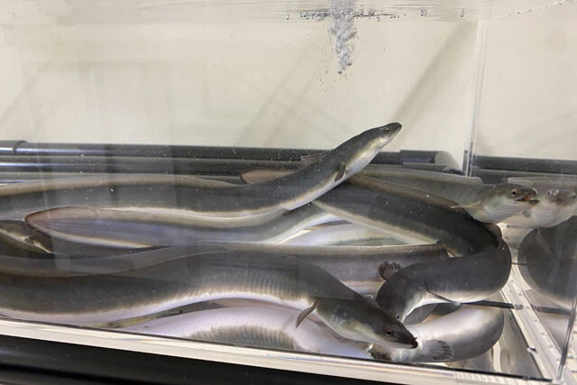 人工ふ化から成魚になるまで、飼育されたうなぎ