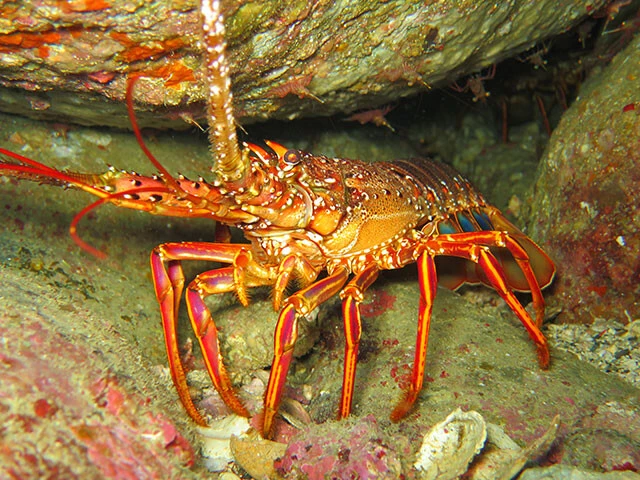 海水温上昇のためか、イセエビが東北地方でも漁獲されるようになったという