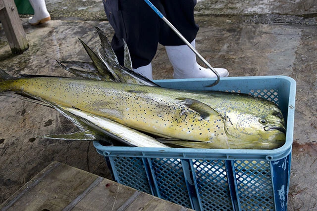 ハワイで「マヒマヒ」と呼ばれる南方系の魚ながら富山湾でもまとまって獲れるようになったシイラ
