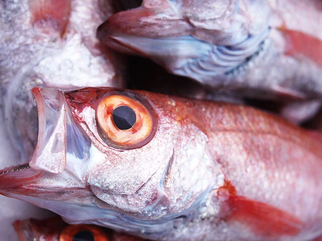 かつてプロテニスプレーヤー錦織圭が好物だと公言したことでも有名な、高級魚ノドグロ（アカムツ）の分布海域も北上中