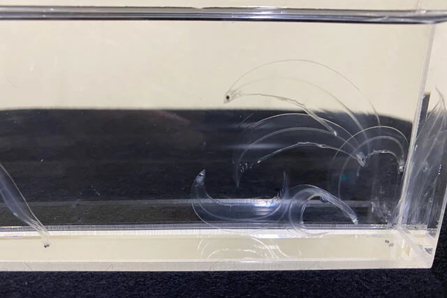 新日本科学で育てているレプトセファルス。シラスウナギまで育てるだけでなく、ふ化してレプトセファルスになるまでも難しい